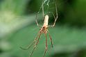 Tetragnatha_montana_D3741_Z_80_Vinkenveense plassen_Nederland